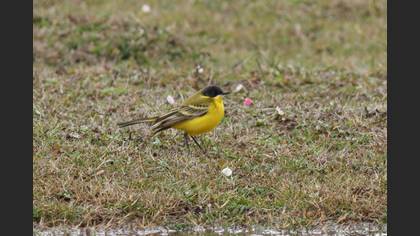 Western Yellow Wagtail