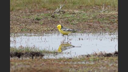Citrine Wagtail