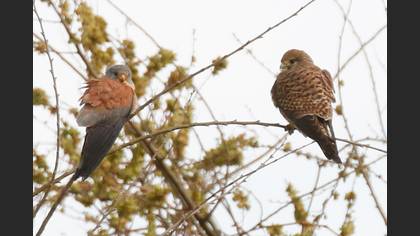 Lesser Kestrel