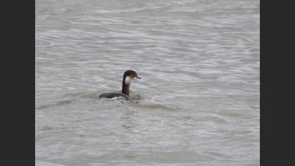Black-necked Grebe