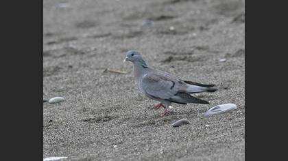 Stock Dove