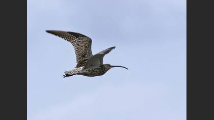 Eurasian Curlew