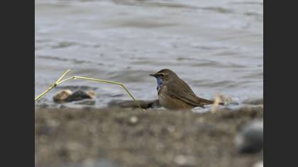 Bluethroat
