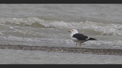 Lesser Black-backed Gull