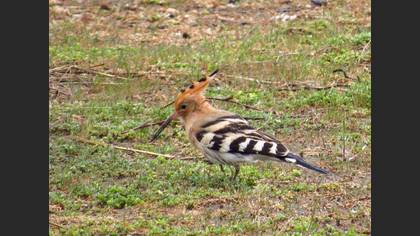 Common Hoopoe