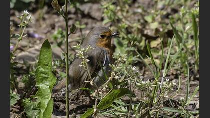 European Robin