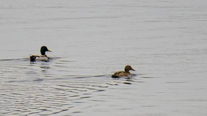 Mallard