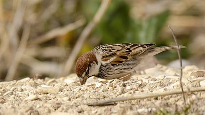 Spanish Sparrow