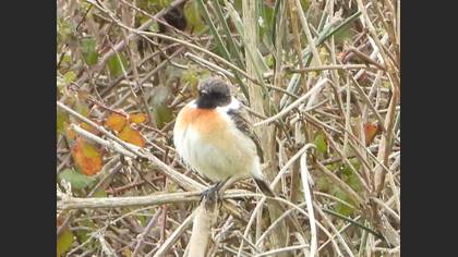 European Stonechat