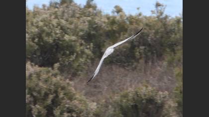 Pallid Harrier