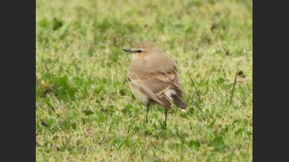 Isabelline Wheatear