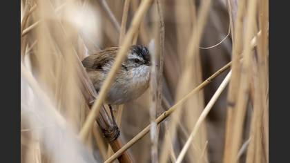 Moustached Warbler