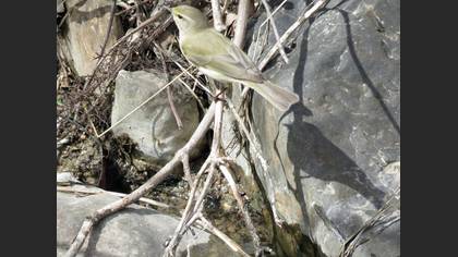 Willow Warbler