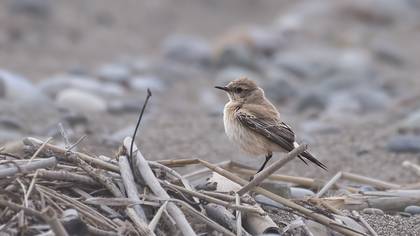 Desert Wheatear
