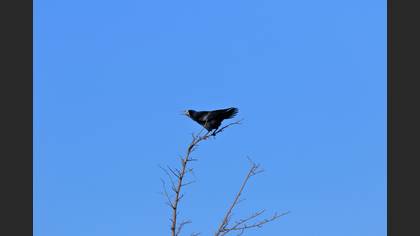 Rook