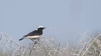 Pied Wheatear