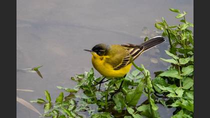 Western Yellow Wagtail