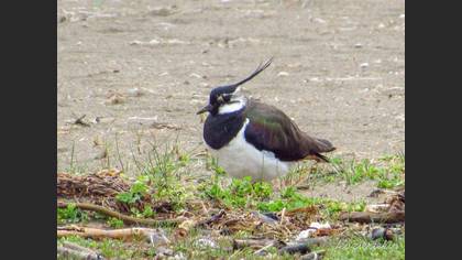 Northern Lapwing