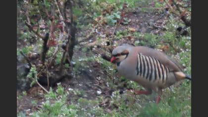 Chukar Partridge