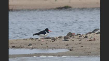 Eurasian Oystercatcher