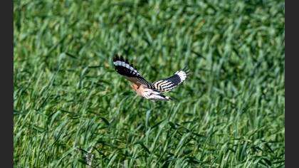 Common Hoopoe