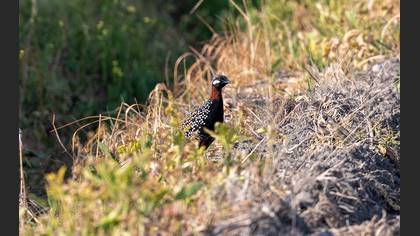 Black Francolin