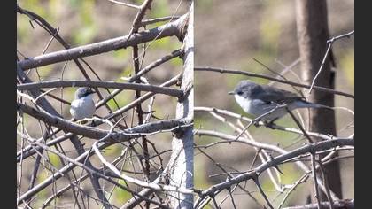 Lesser Whitethroat