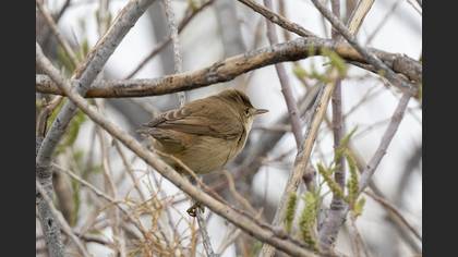 Common Reed Warbler