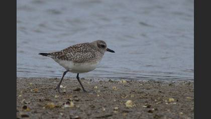 Grey Plover