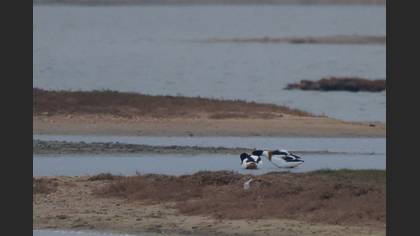 Common Shelduck