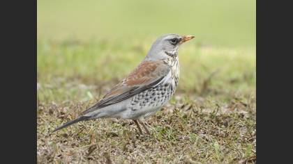 Fieldfare