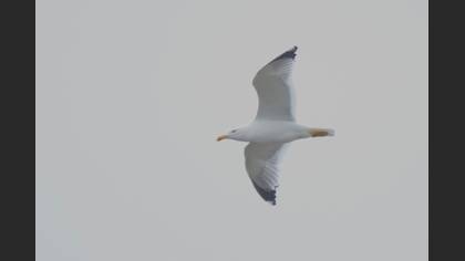 Yellow-legged Gull