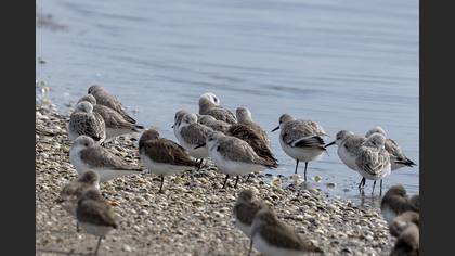 Sanderling