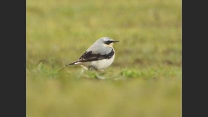 Northern Wheatear
