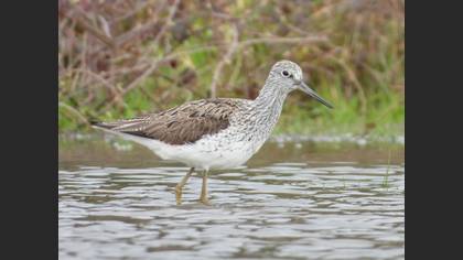 Common Greenshank