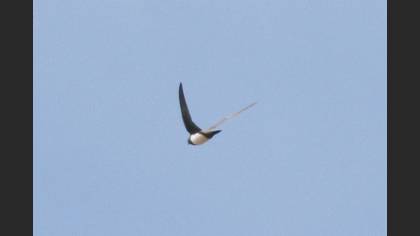 Alpine Swift