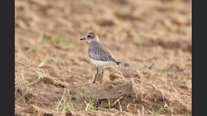 Grey Plover