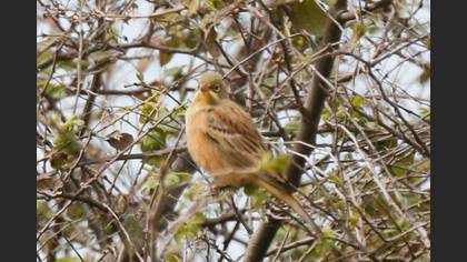 Ortolan Bunting