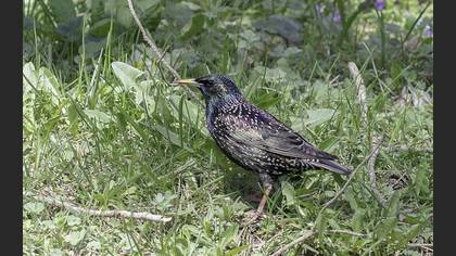 Common Starling