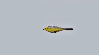 Citrine Wagtail