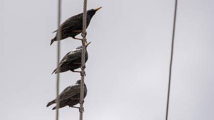 Common Starling