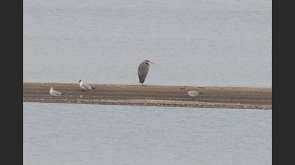 Grey Heron