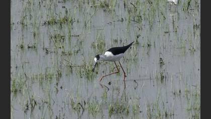 Black-winged Stilt