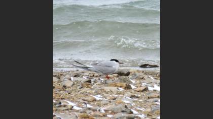 Common Tern