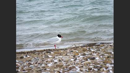 Mediterranean Gull