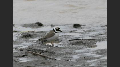 Little Ringed Plover