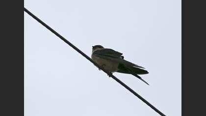 European Red-rumped Swallow