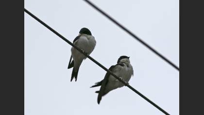 Western House Martin