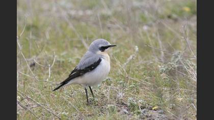 Northern Wheatear