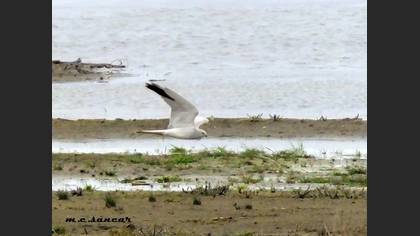 Pallid Harrier